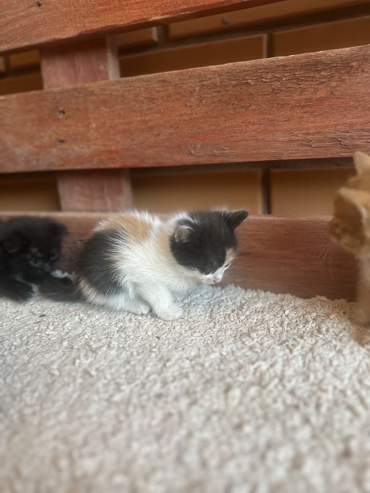 Отдам котят в добрые руки
