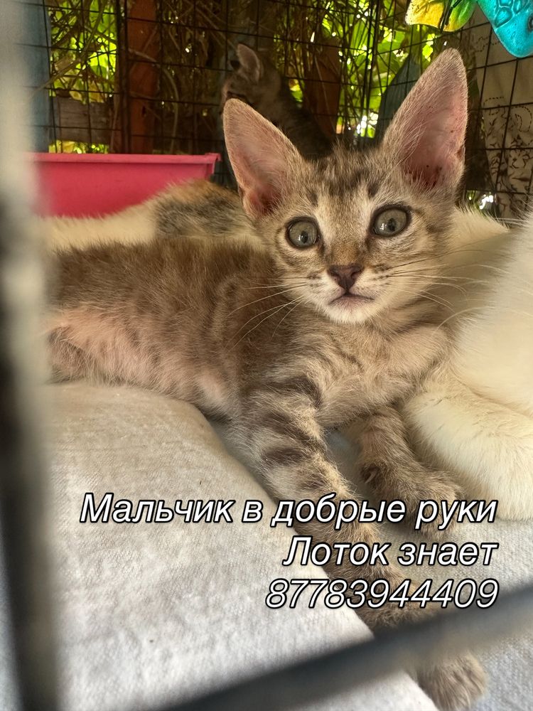 Котята в добрые руки