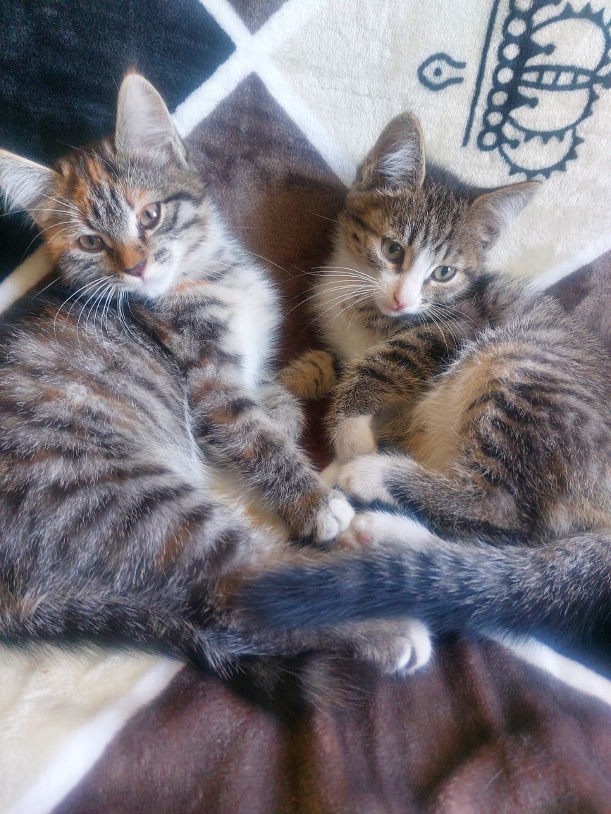 Дарю красивых котят