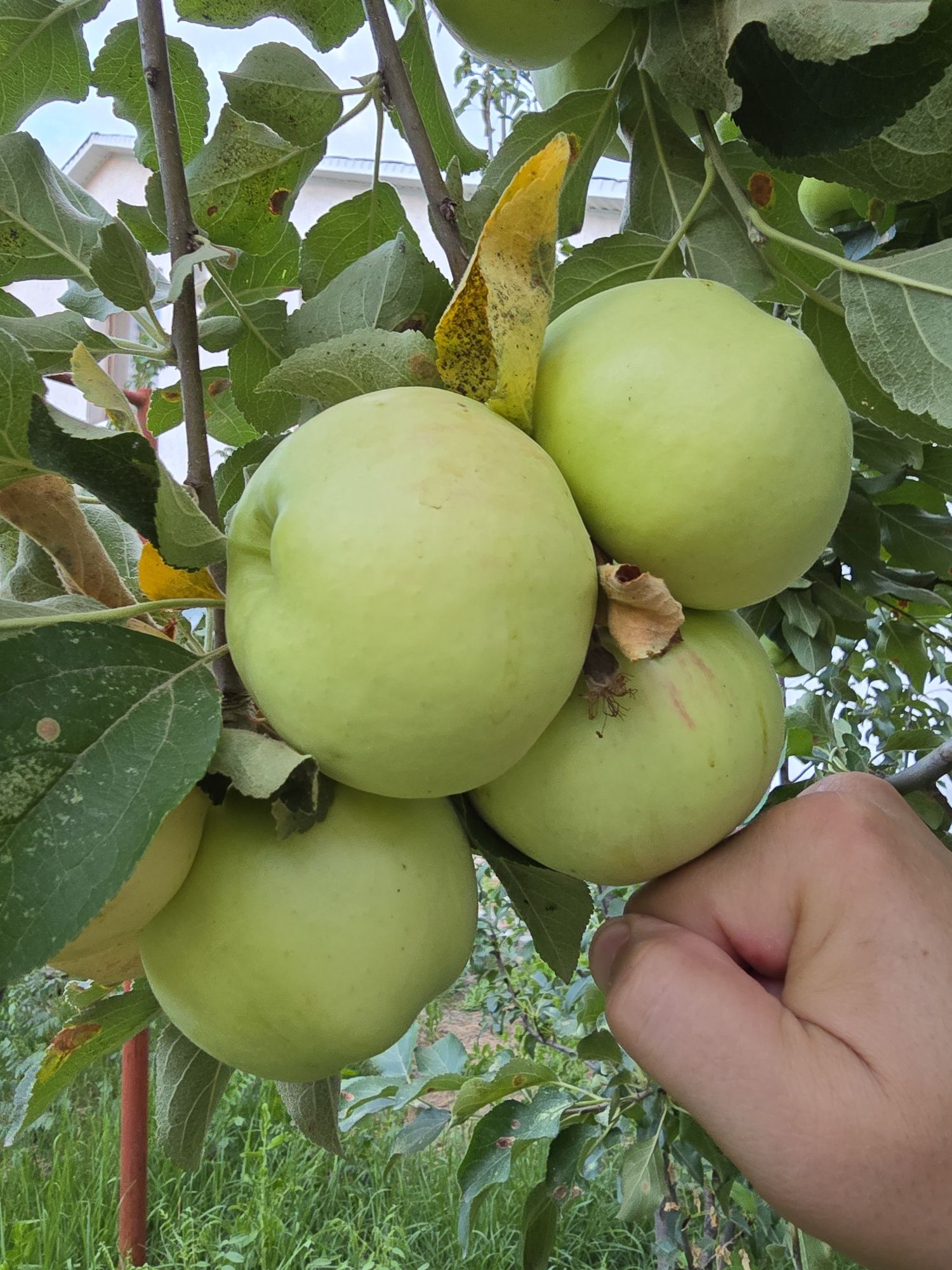 Продаю яблоки натуральные со двора