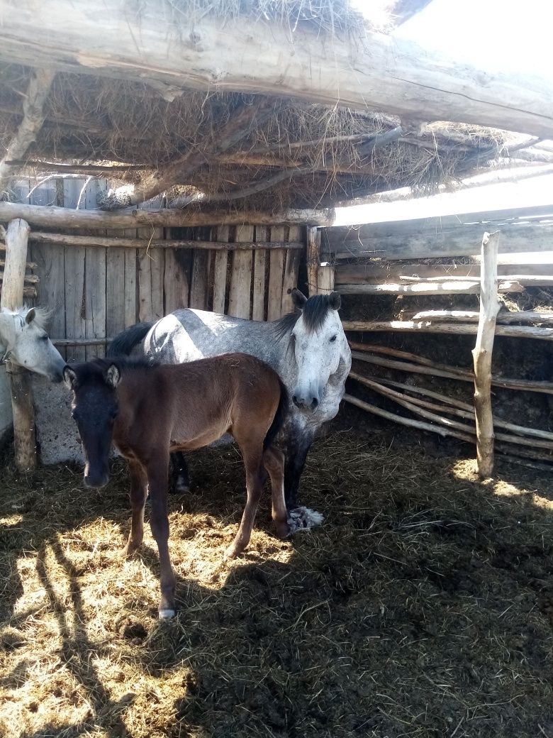 Продам кобылу с жеребенком.