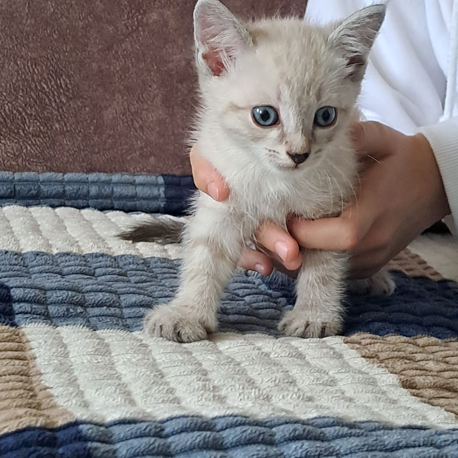 Отдам котика в добрые руки