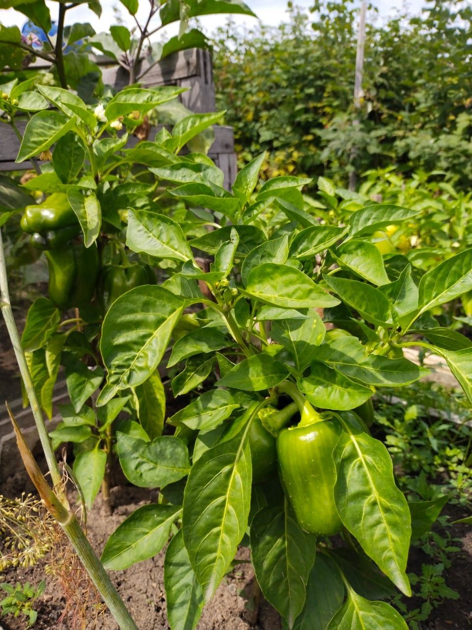 Продам дачу на федоровском водохранилище