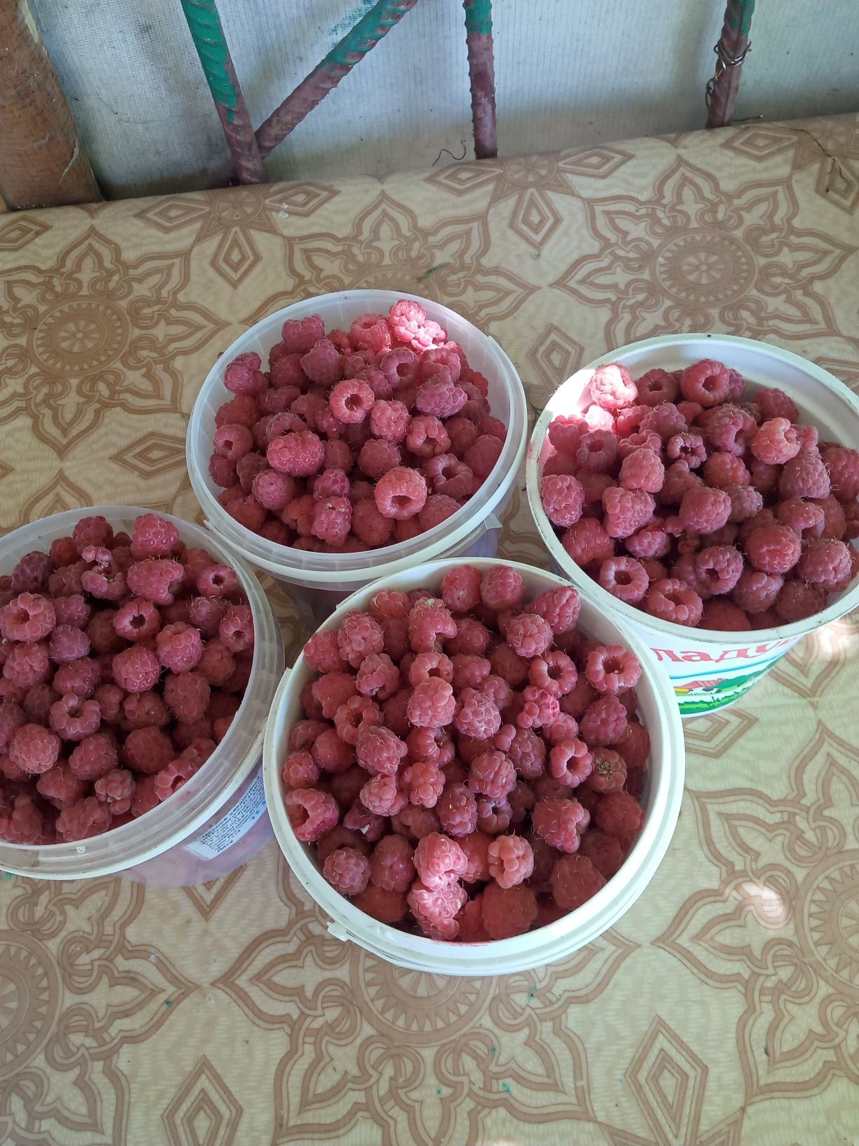 Продам дачные яблоки.5 литровое 1200