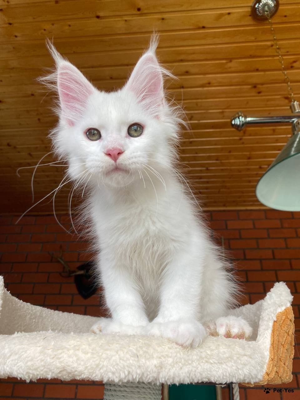 НЕЖНЫЕ- БЕЛЫЕ котята Мейн Кунов
