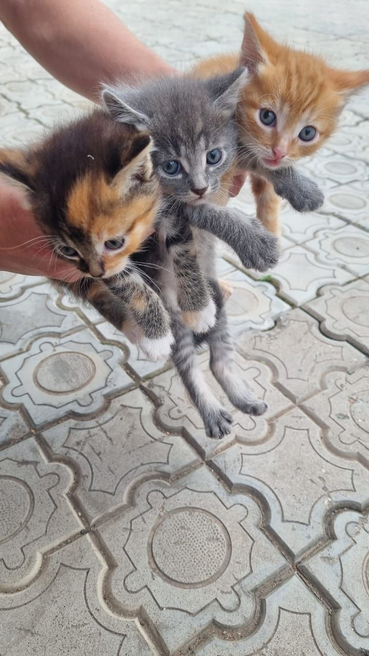 Отдам котёнка в добрые руки!