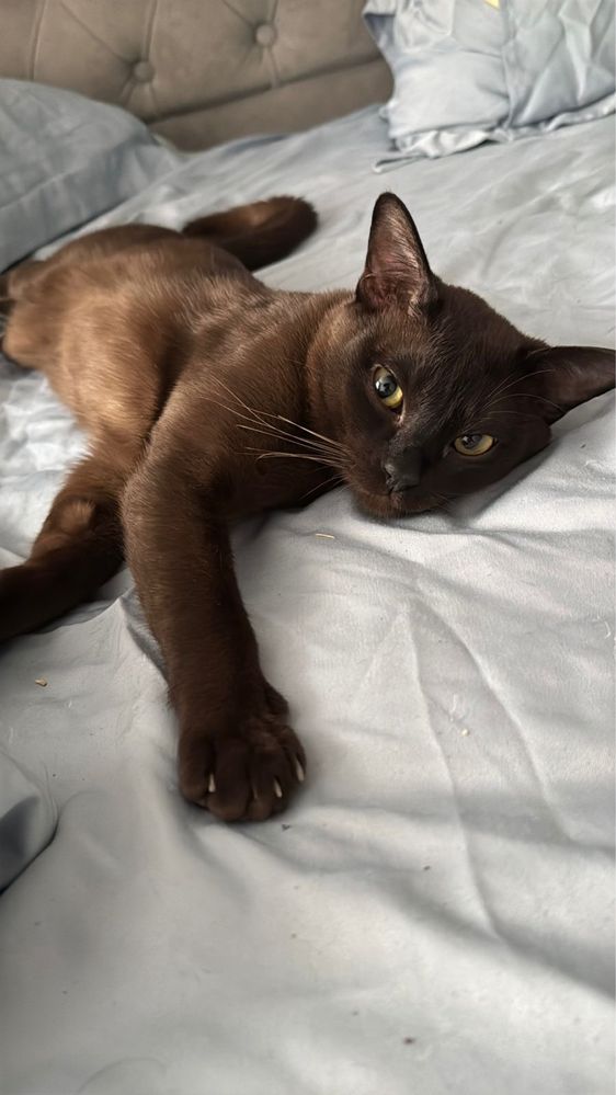 Котята 4 кота и одна девочка