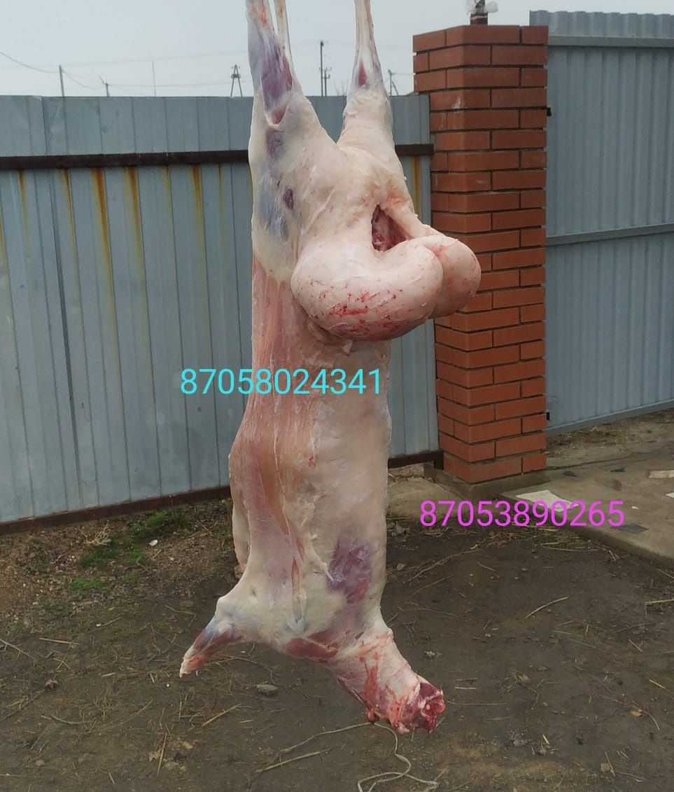 Кой токты сек саэтылады подсостар бар согымга