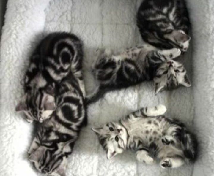 Вязка опытный кот