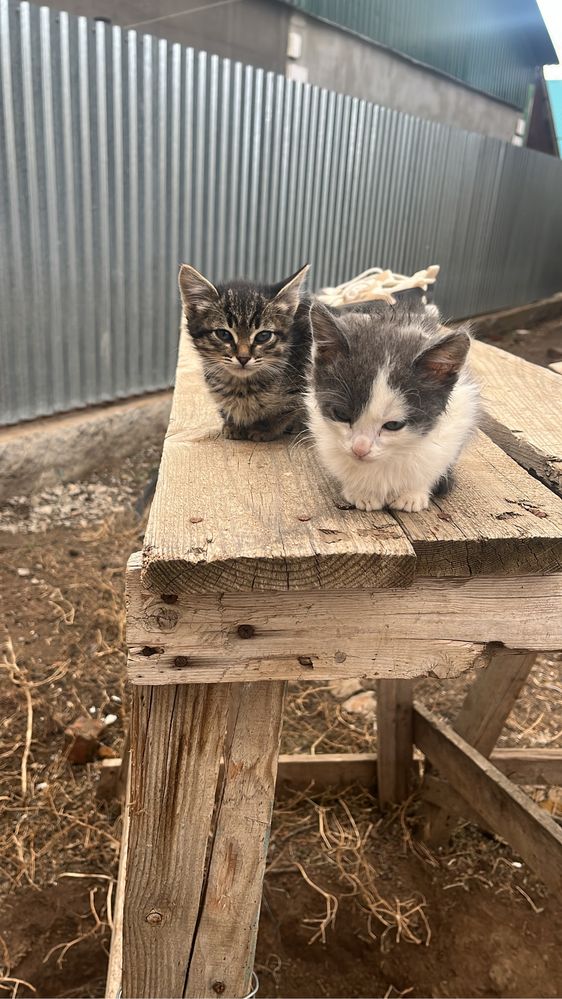 котята .помогите пристроить.