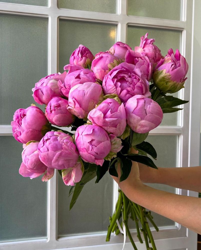 Пионы Голландские цветы букеты