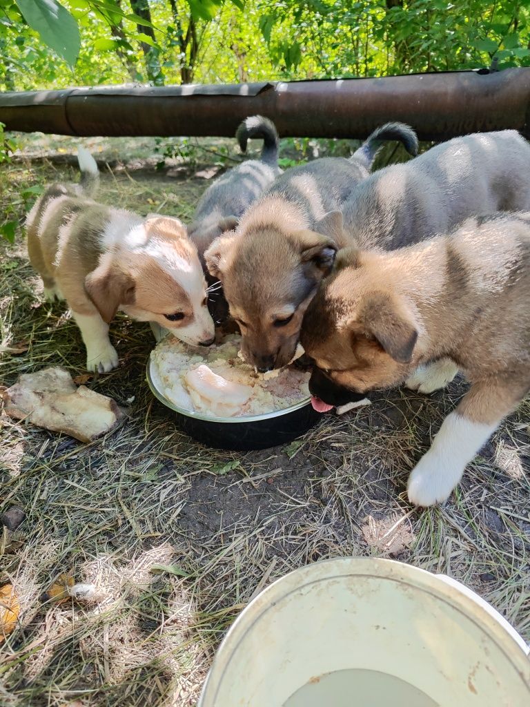 Щенкам очень нужен дом
