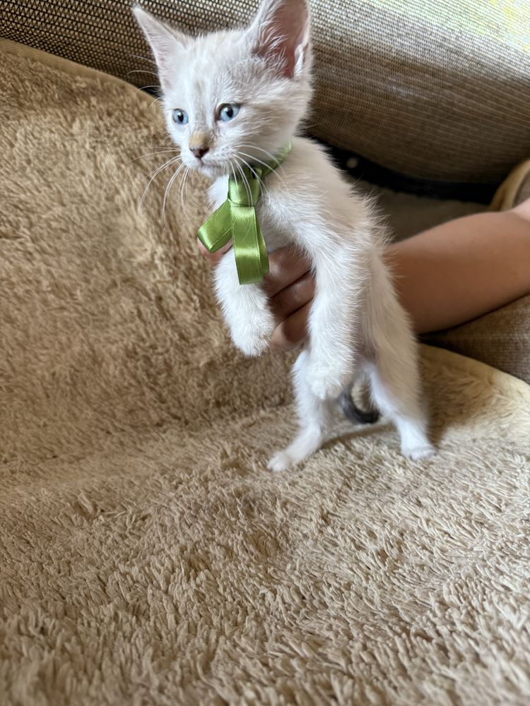Отдаем котят бесплатно