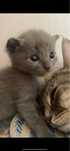 маленький котенок