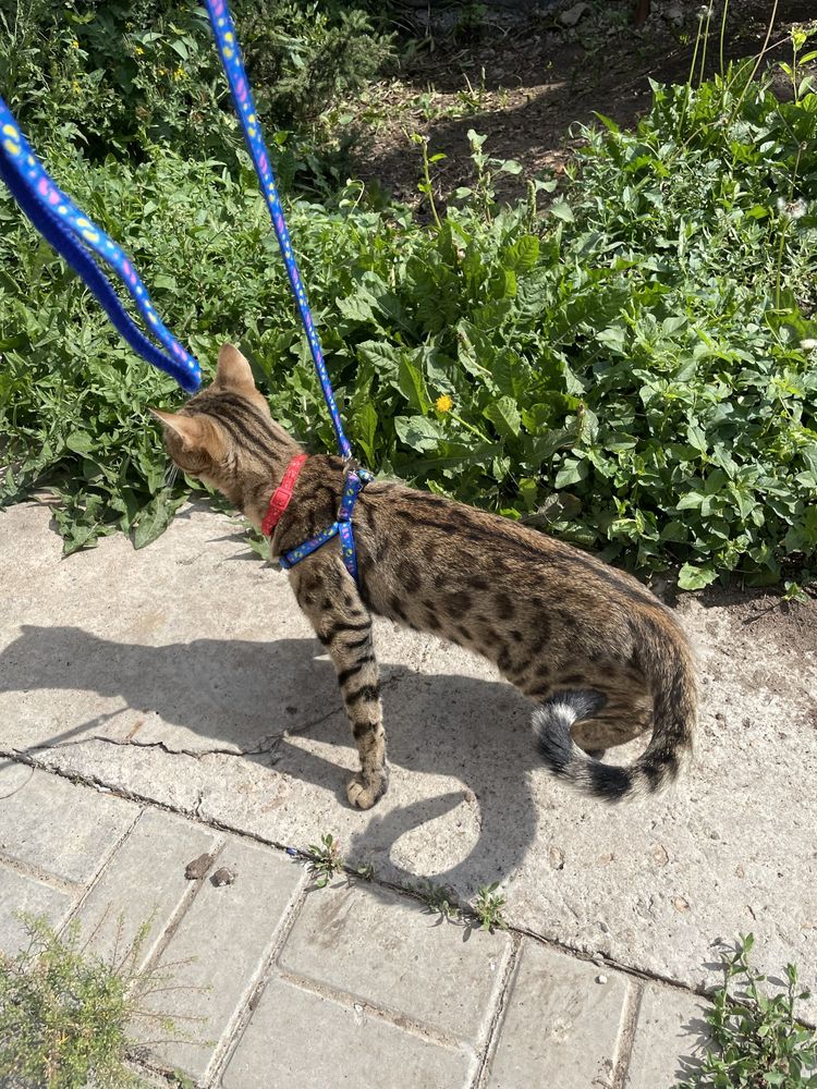 Бенгальская кошка