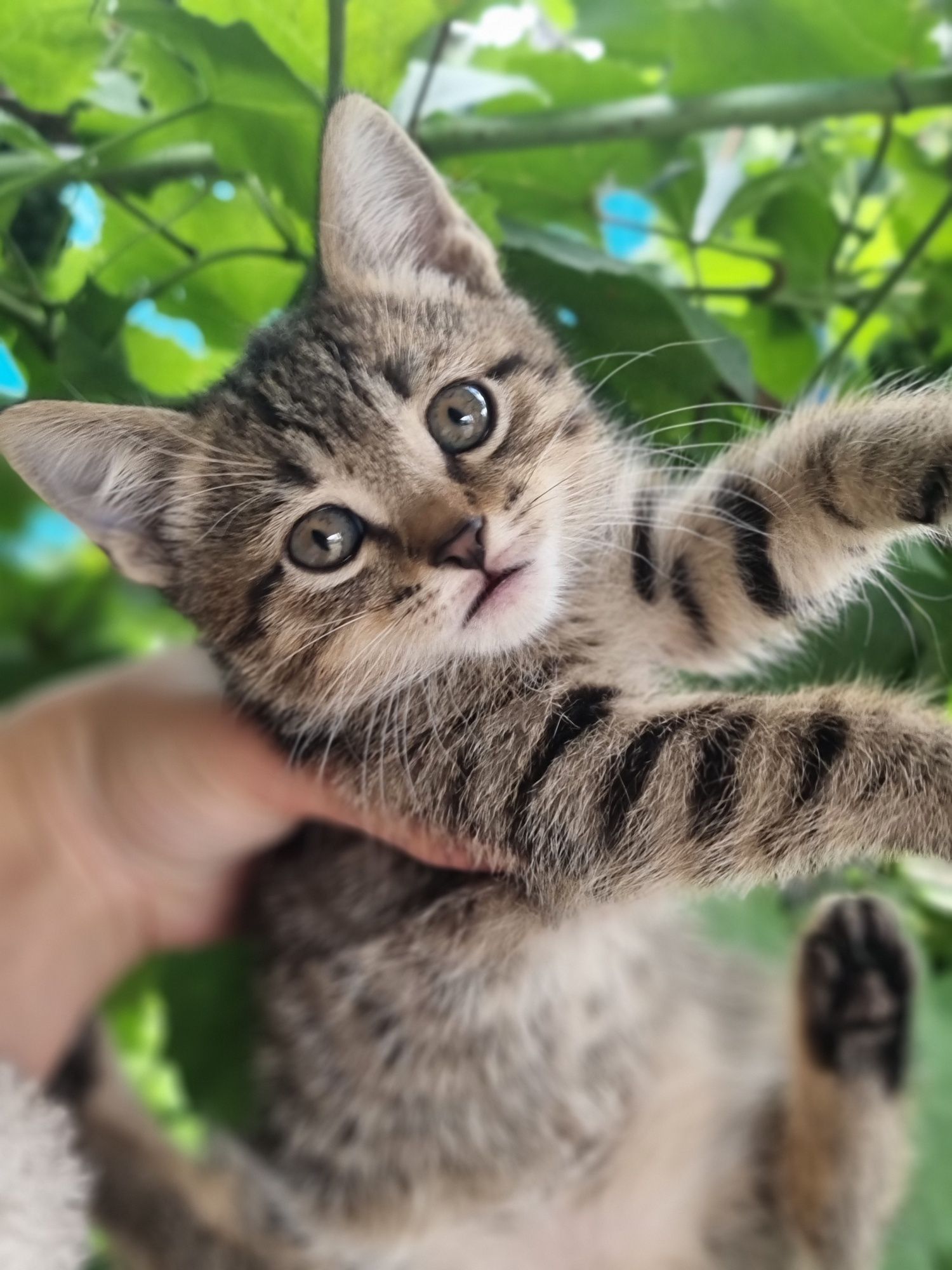Отдам котёнка девочка