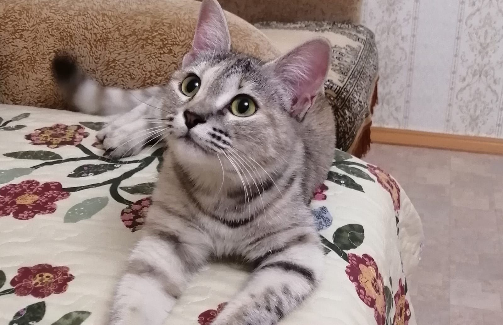 Полупородистая кошечка Сима.Стерелизована