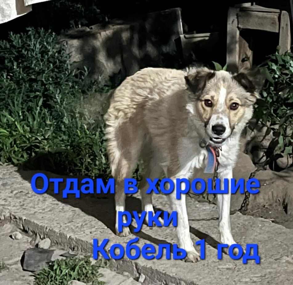 Отдам в добрые руки кобеля