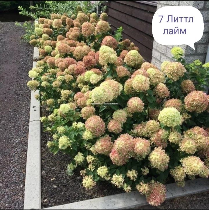 Продам черенки гортензий