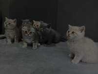 Продам Шотландских  котят