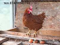 Продам кур несушек