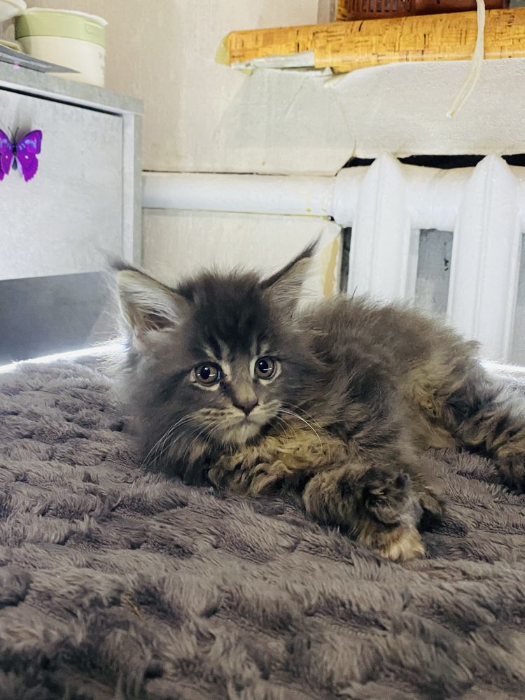Котята мейкун полидакт