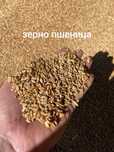 Продам отруби зерно пшеница кукуруза