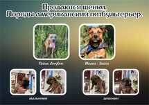 Готовясь к продаже щенки Американского питбультерьера