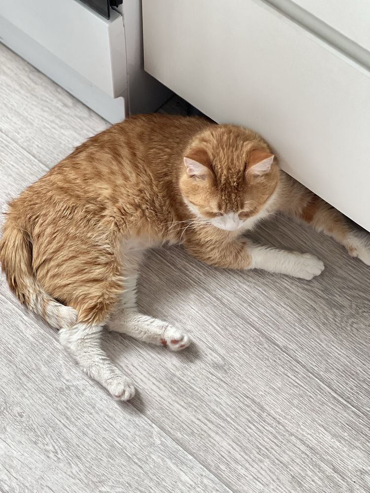Котик ищет дом или передежку