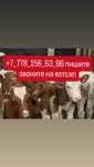 Бычки телята тёлочки гугу
