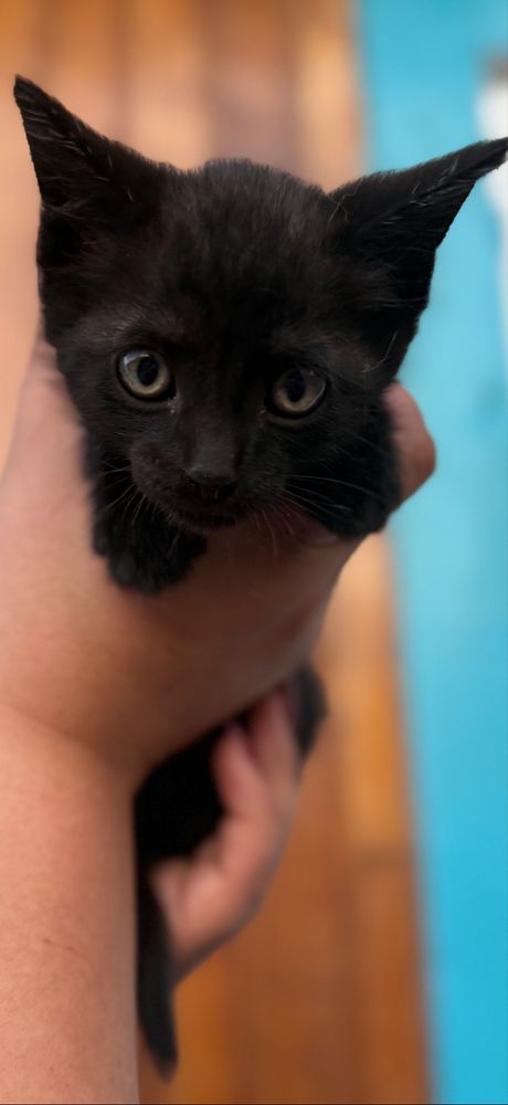 Красивые котята  ищут дом