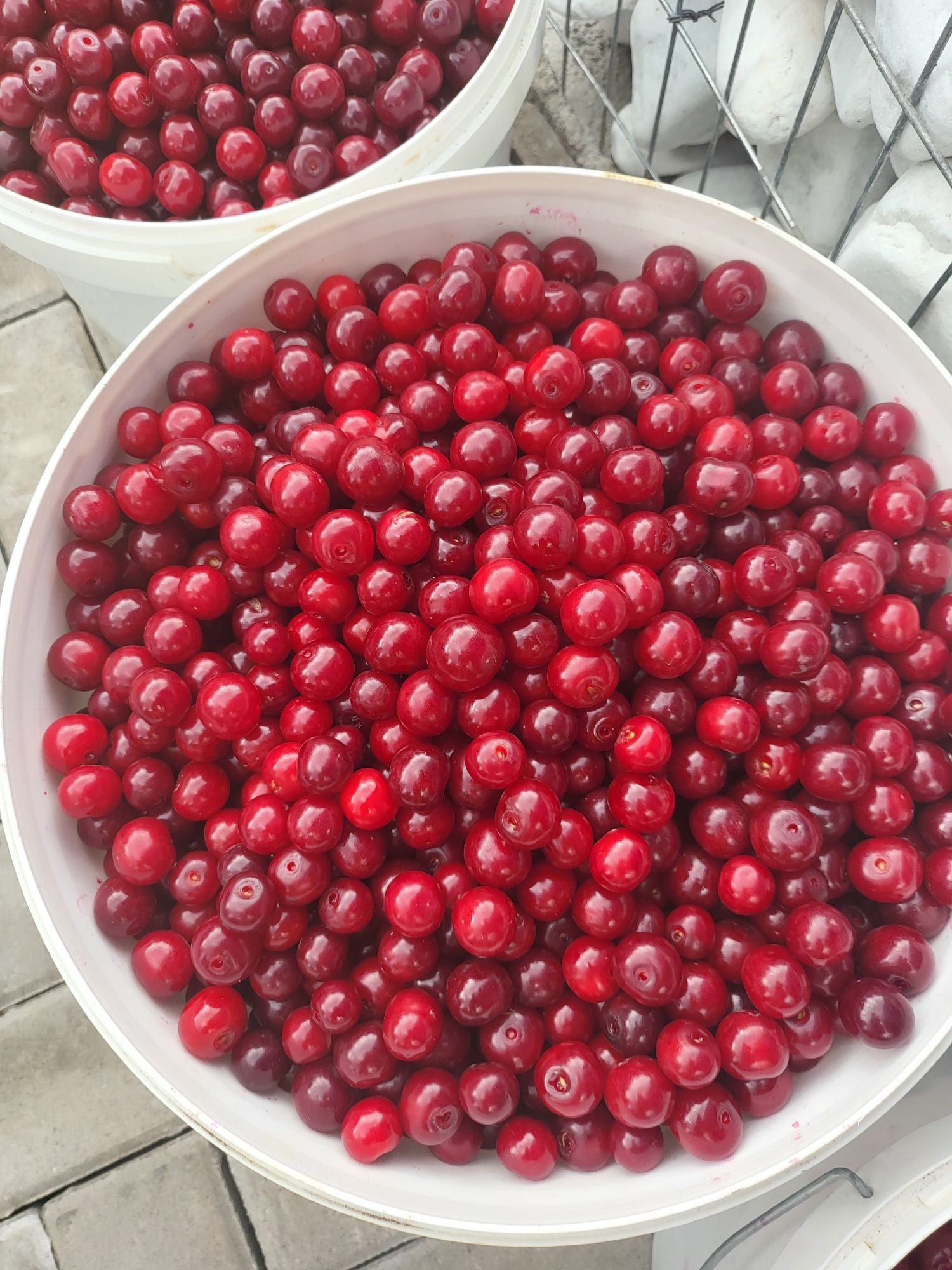 Продам вишню  доставка