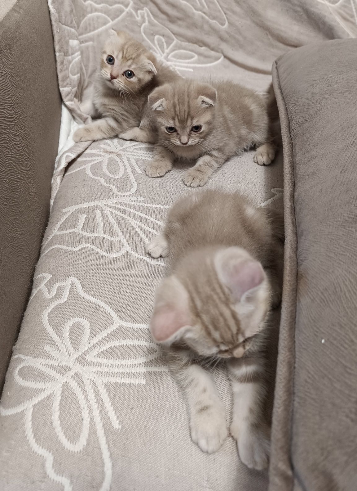 Котята шотландские