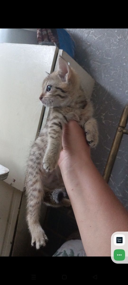 Котята миленькие