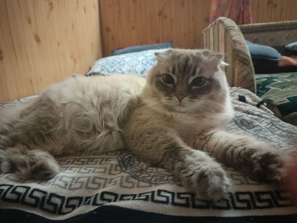 Отдам красивую, игривую