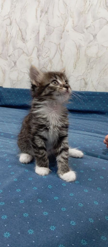 Маленькие котята