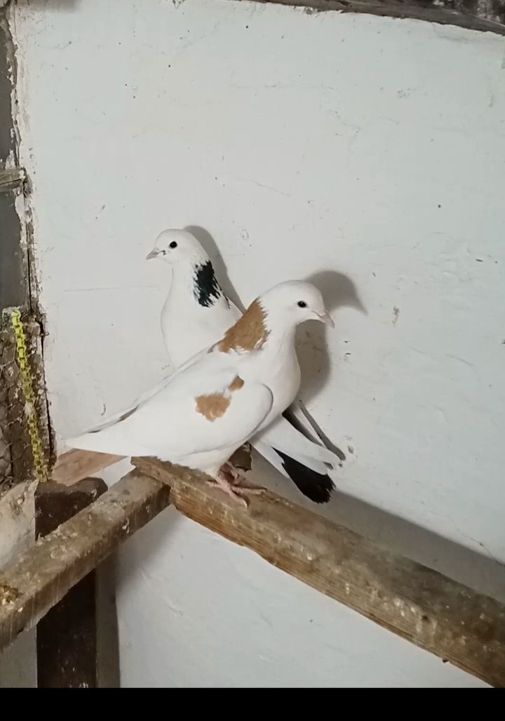 Бакинские Высоколётные шейки