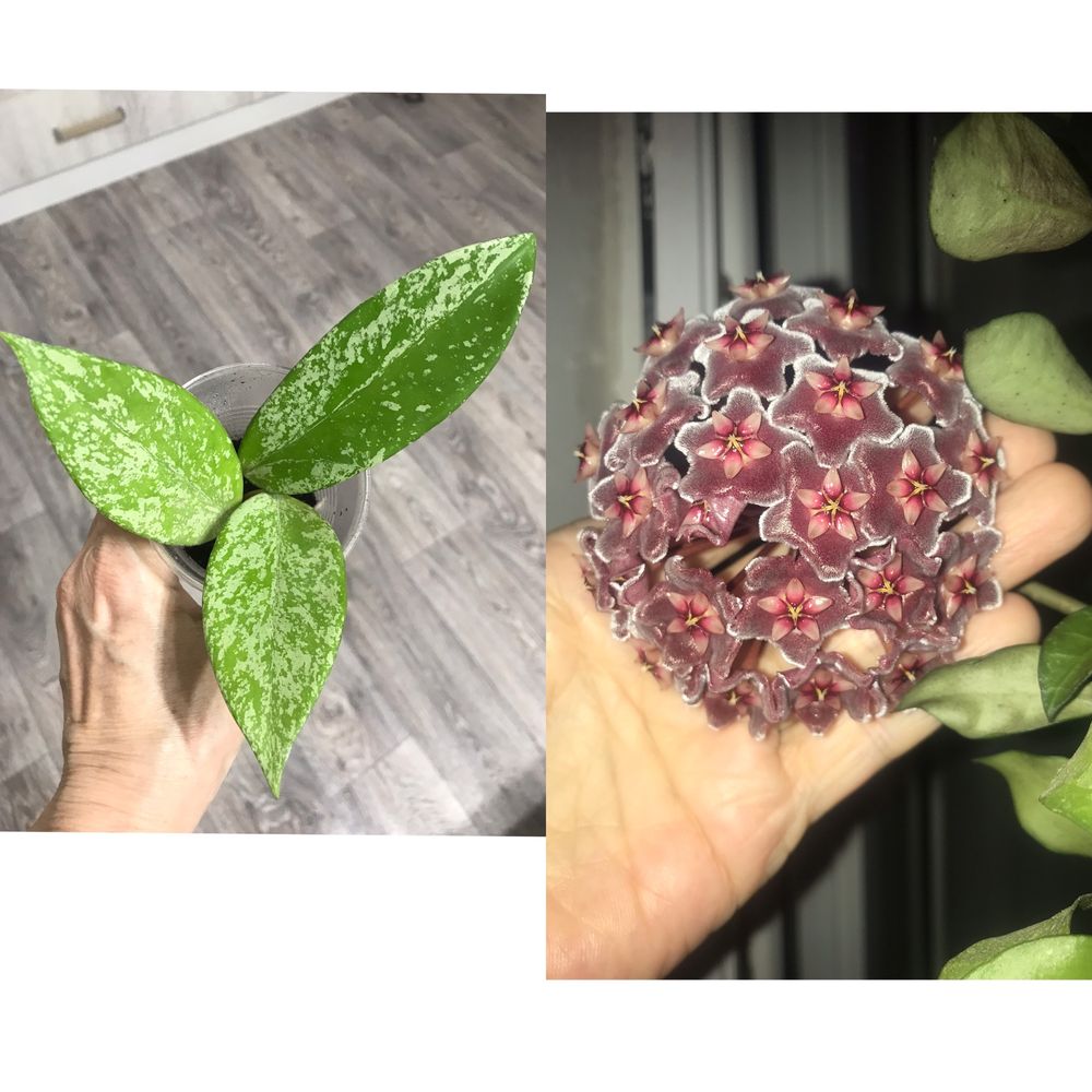 Отростки  комнатных хой