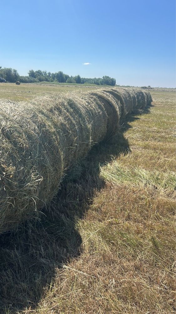 Продам сено рулоны