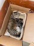 Кошка в поисках дома или передержки