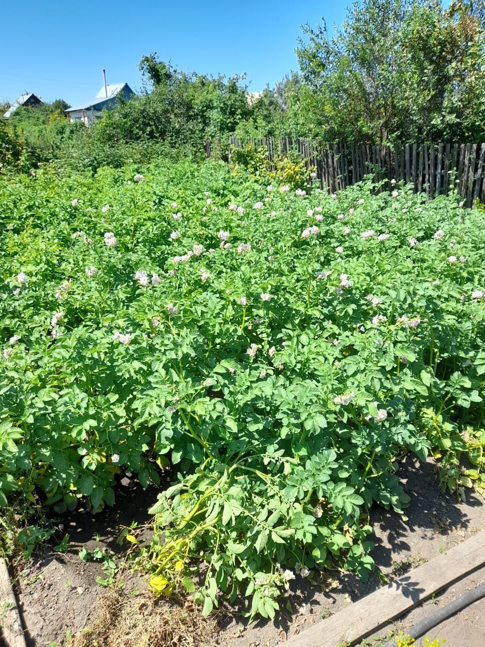 Продам дачу в обществе Алма