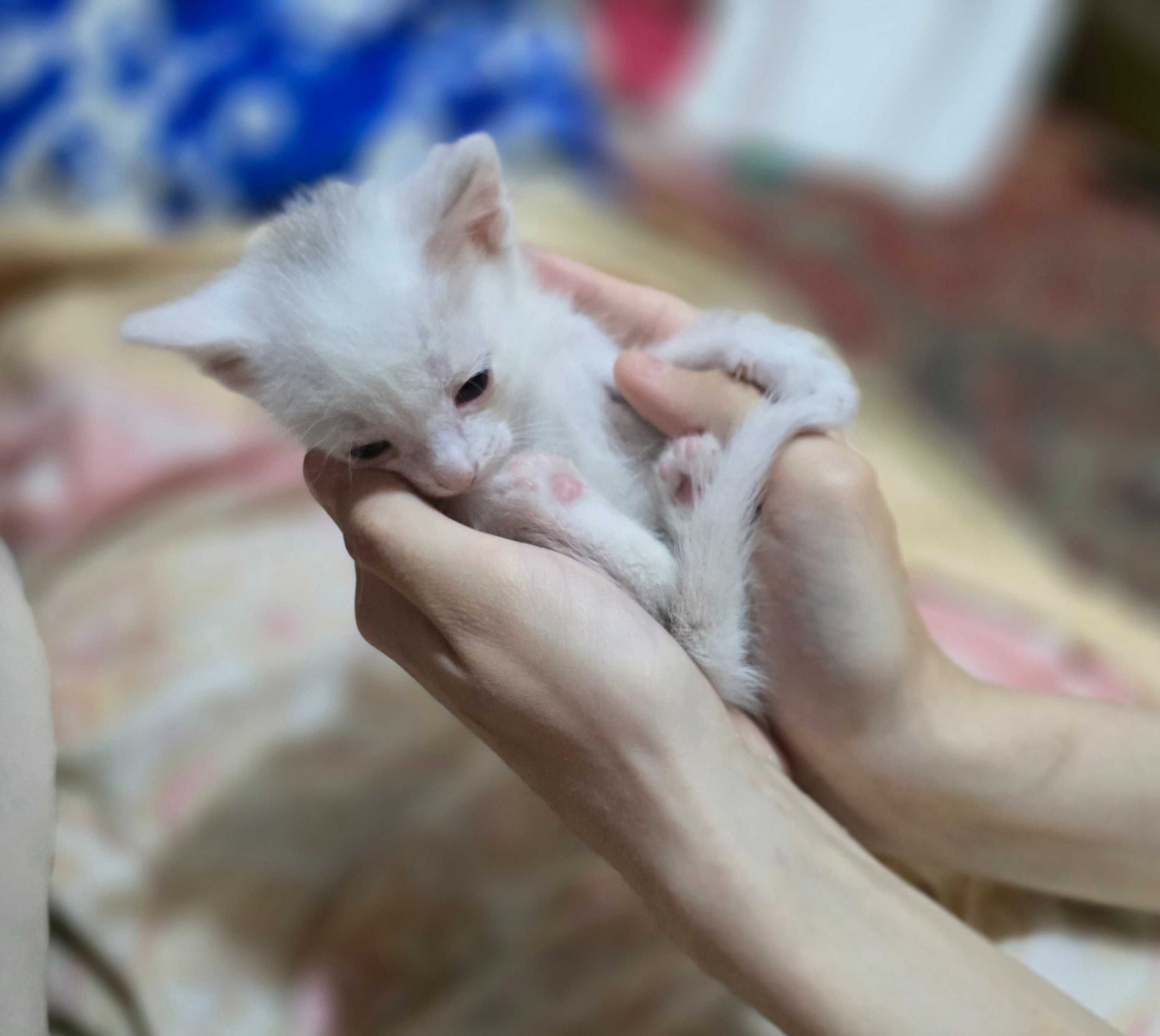 Котята ищут дом!
