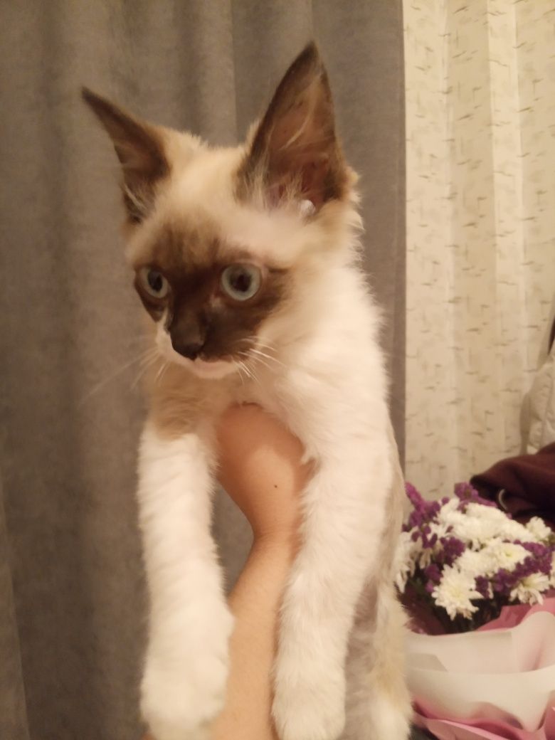 Отдам котенка в хорошие руки