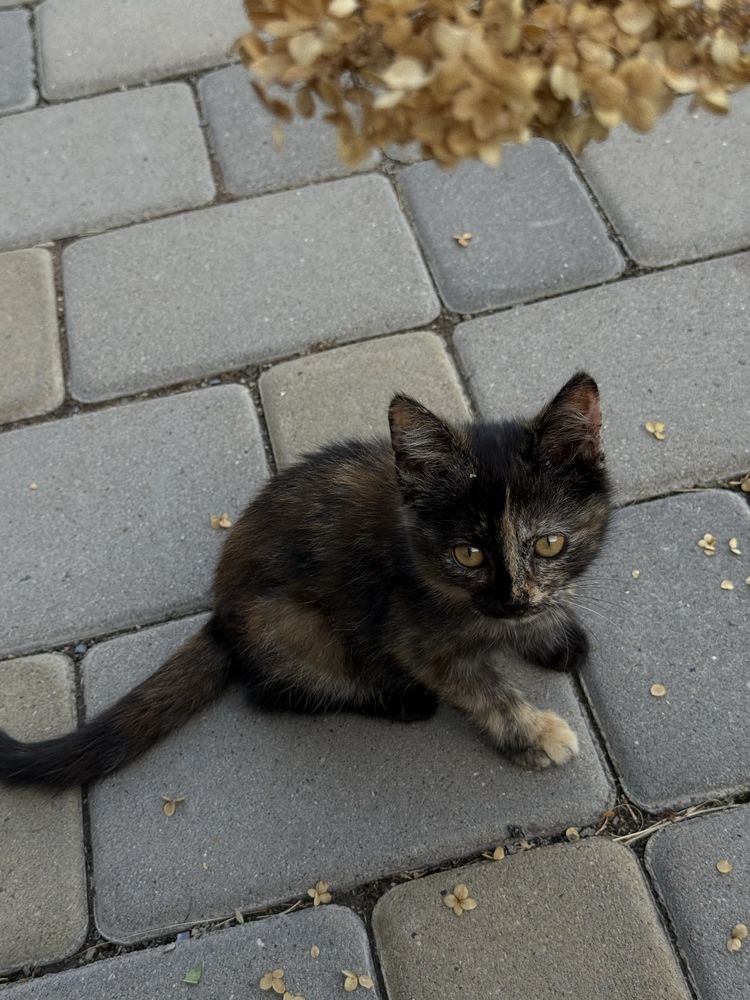 Котенок от крысоловки