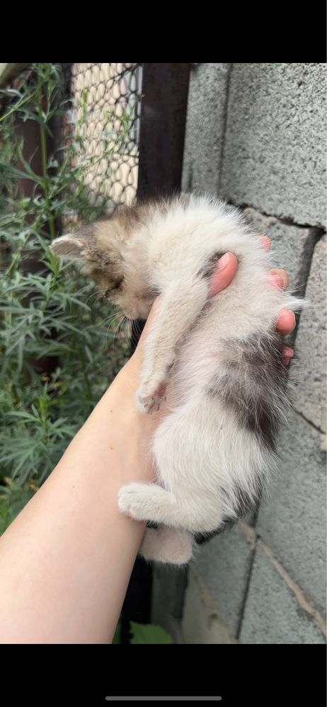 Милые котята
