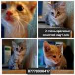 Две красивые кошечки ищут дом!