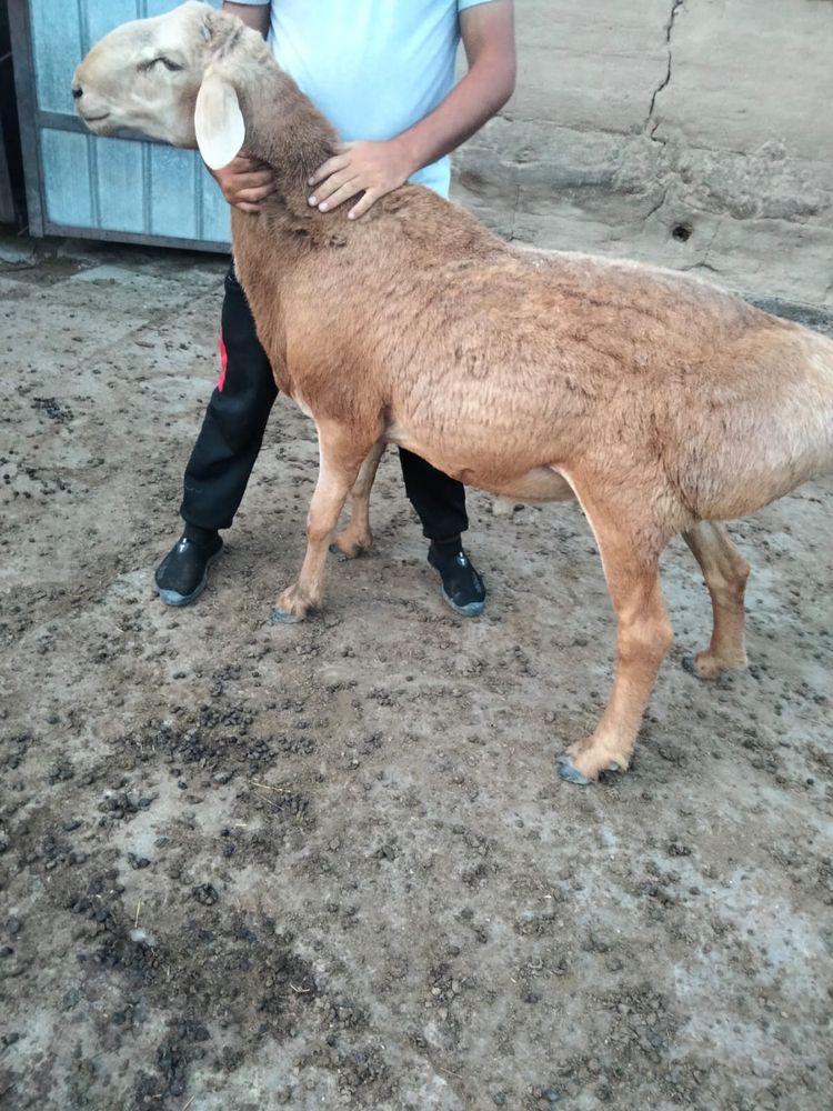 Продам кошкара, Гиссар