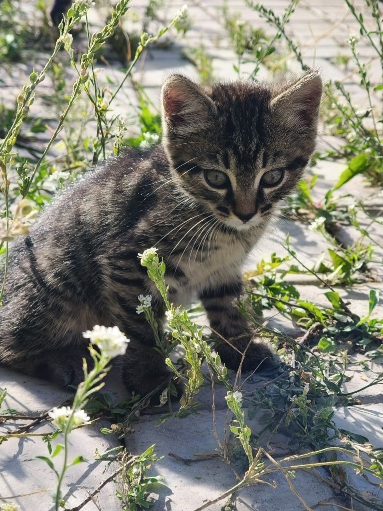 Котята ищут заботливых хозяев!