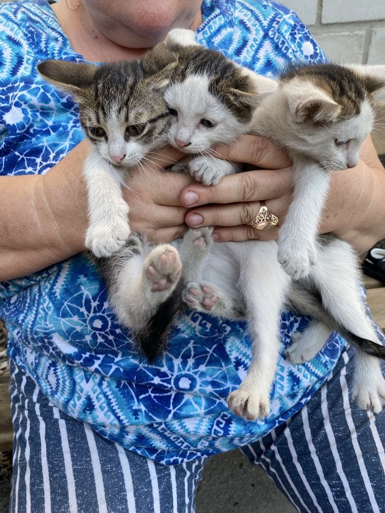 Отдам котят в хорошие руки
