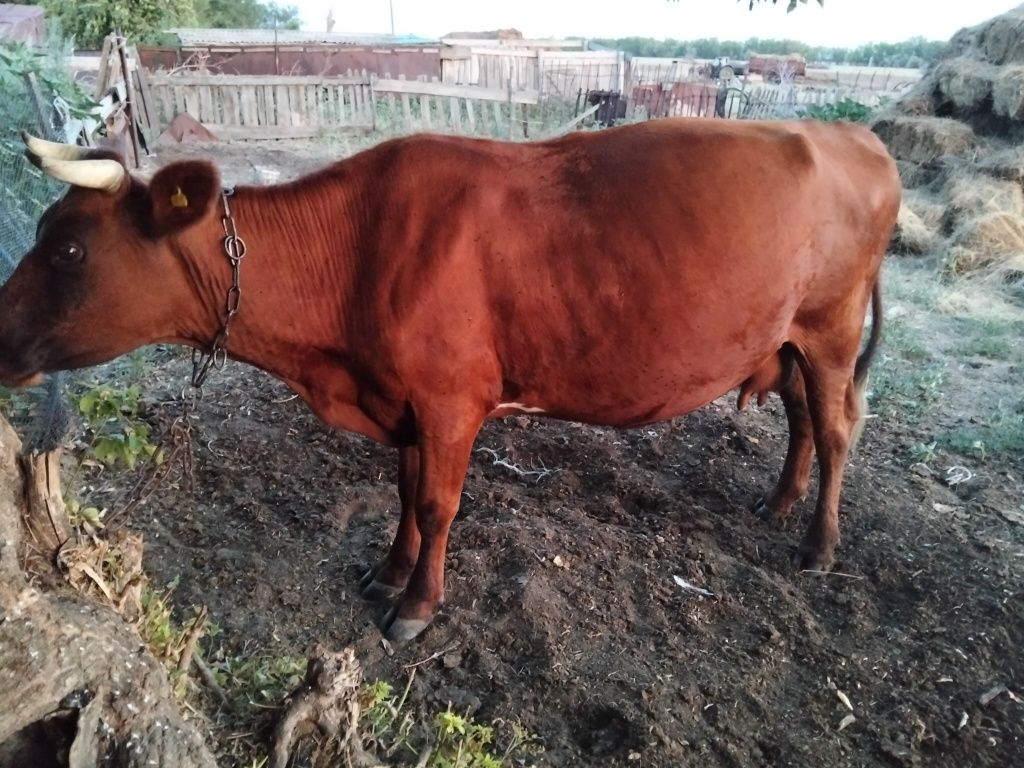 Продам корову доеную